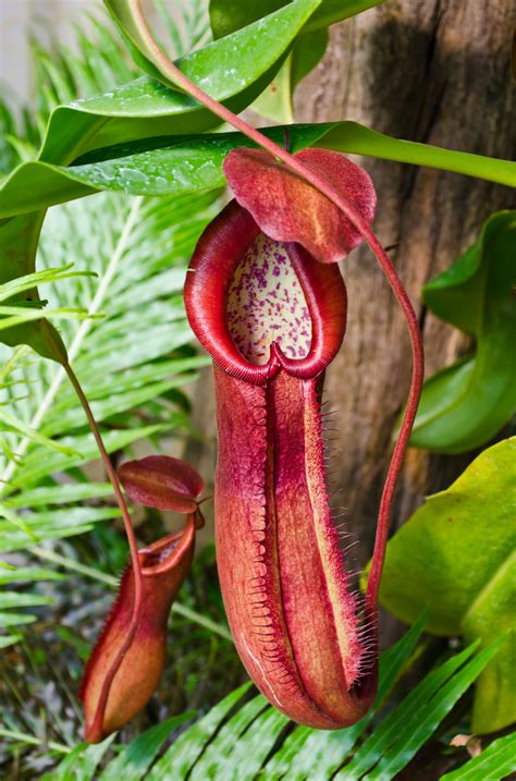 Plant Guide: Pitcher Plant ~ Bees and Roses