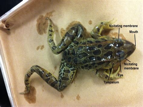 Frog Dissection - Biology 11 Honours - Animalia Labs