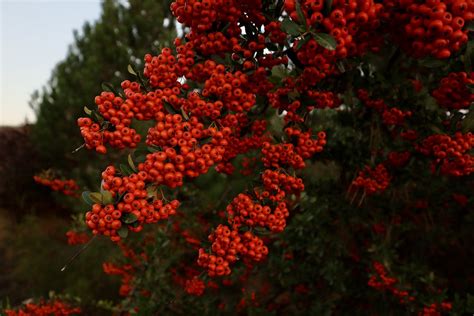 Firethorn Berries Tree Red - Free photo on Pixabay - Pixabay