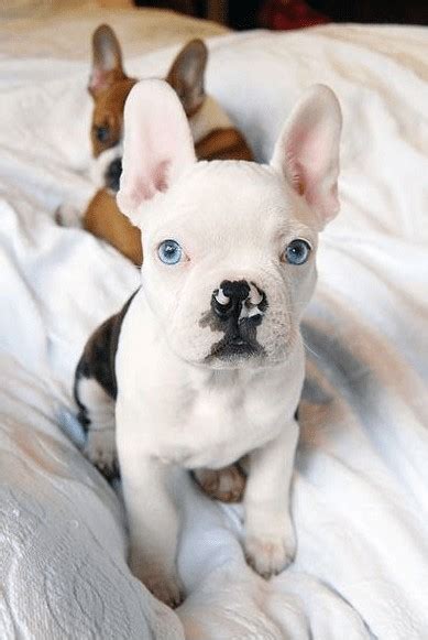 13 French Bulldog Mixes: Fantastic Frenchies!