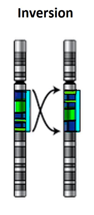 Inversion (Chromosome Mutation) — Definition & Examples - Expii