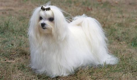 20 Things Only Maltese Owners Would Understand