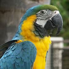 5 Amazing Facts about Talking Parrots