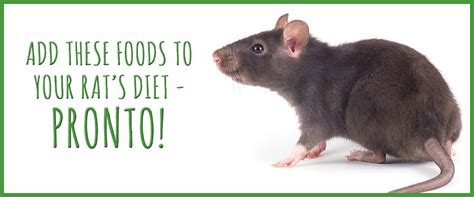 Add These Foods To Your Rat's Diet... Pronto! | Small Pet Select