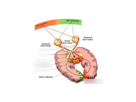 Visual Pathway Diagram | Quizlet