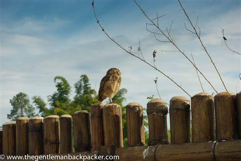 The Wildlife of Iguazu Falls - The Gentleman Backpacker