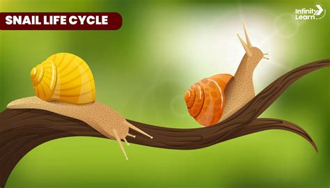 Snail Life Cycle: From Egg to Adulthood | Interesting Facts