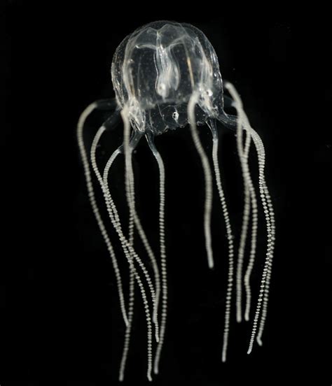 Smithsonian Insider – Caribbean box jellyfish now thriving in southern Florida | Smithsonian Insider