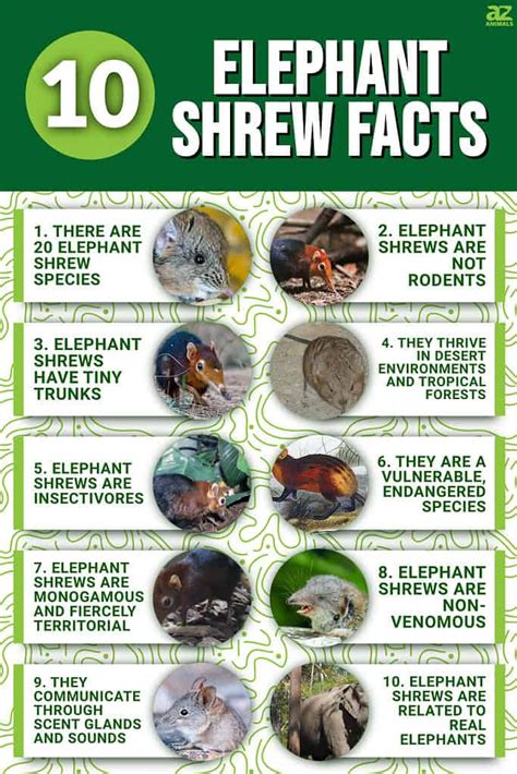 10 Incredible Elephant Shrew Facts - A-Z Animals