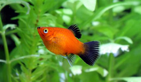 Platy Fish Care Guide - Guppy Aquarium