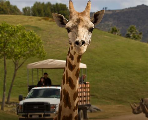 Wildlife Safari | San Diego Zoo Safari Park