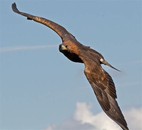 Falcon Images: Golden Eagle Flying Images