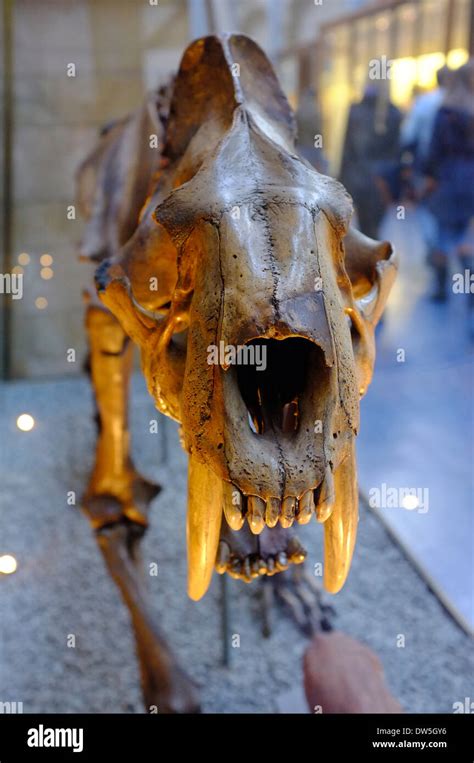 Top 78+ imagen saber tooth tiger fossil - Abzlocal.mx