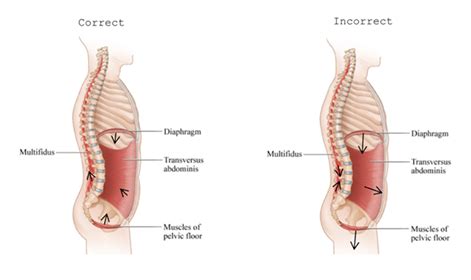 Core Muscles Of The Body