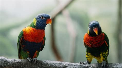 Parrots as Pets | Earth