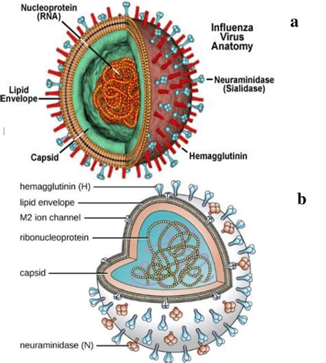 Rhinovirus Structure