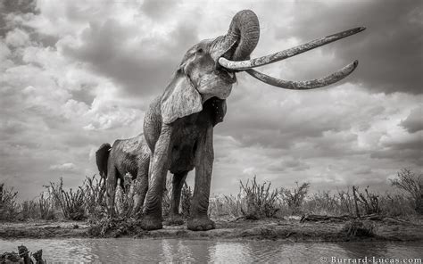 Incredible Photos Capture Last Glimpse of Long-Tusked 'Elephant Queen' | Live Science