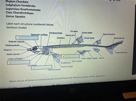 fish skeleton diagram Diagram | Quizlet