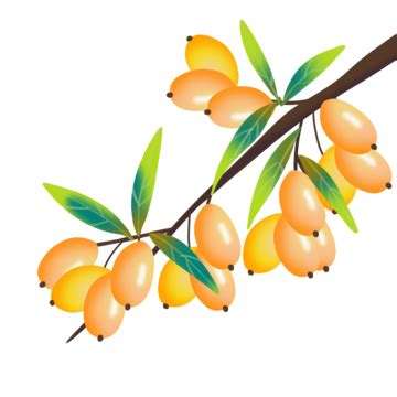 Ripe Jujube Jujube Tree, Fall, Ripe Fruit, Zaoyuan PNG Transparent Clipart Image and PSD File ...