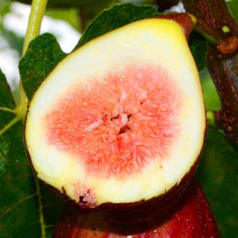 Figs Seeds, Fruit Tree Seeds, 100pcs/pack – UrbanGardenSeed