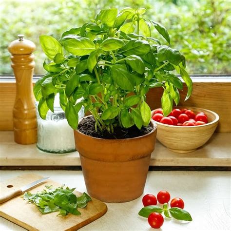 Growing Basil Indoors Year Round | Basil Plant Care