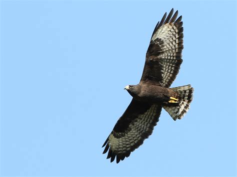 Hawk in South Florida - Help Me Identify a North American Bird ...