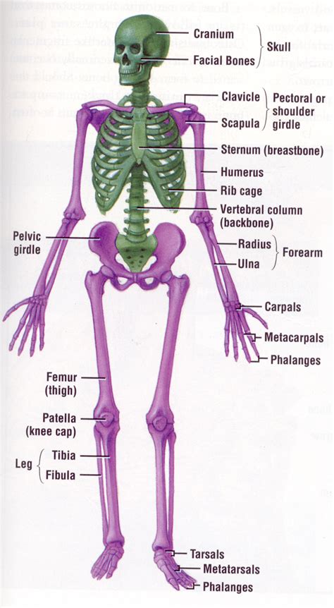 Skeletal System | ENCOGNITIVE.COM