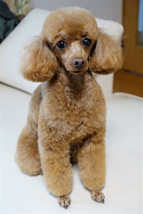 Toy Poodle Haircuts Pictures - Huxtable The Poodle | Toy Poodle Blog ...