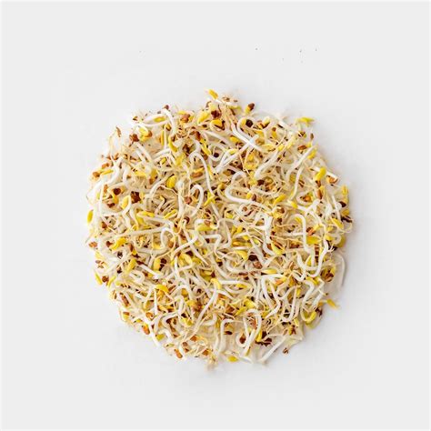 Alfalfa Sprouts – Smartyield.in