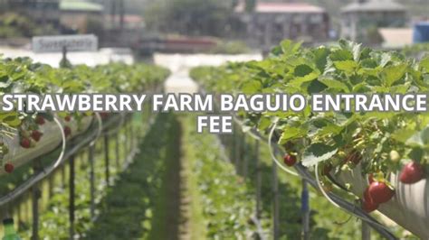 √ Entrance Fee Strawberry Farm Baguio August 2024 - Exploreum