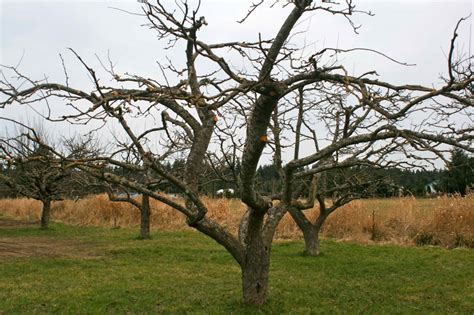 [DIAGRAM] Diagram Of Apple Tree Pruning - MYDIAGRAM.ONLINE