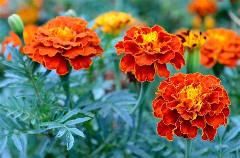 Marigold | Description, Species, Uses, & Facts | Britannica