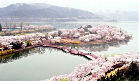 Gyeongju Cherry Blossom Festival 2019 Day Tour from Seoul - Trazy, Korea's #1 Travel Guide