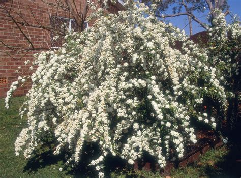 Incredible Fast Growing Shrubs For Privacy Simple Ideas | Home decorating Ideas