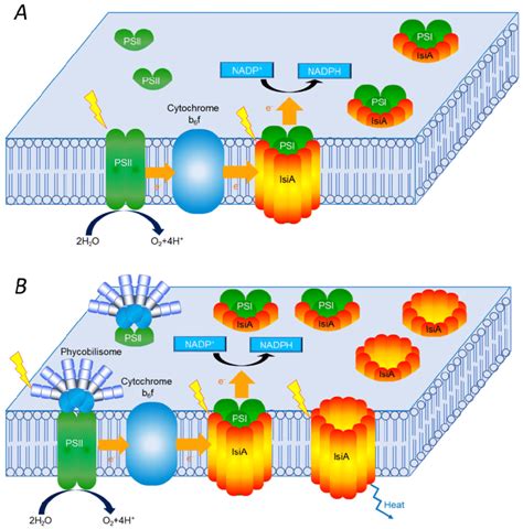 Thylakoid Membrane Cyanobacteria