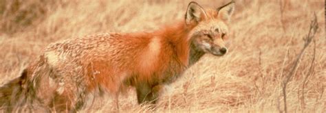 Sierra Nevada red fox to be listed as an endangered species