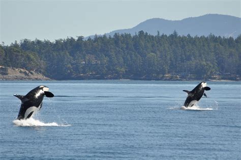 Killer Whale Eating Seal