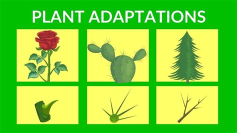 PLANT ADAPTATIONS Class-4 - YouTube