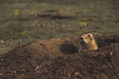 Our Top 5 Prairie Dog Hunting Tips – Silencer Central