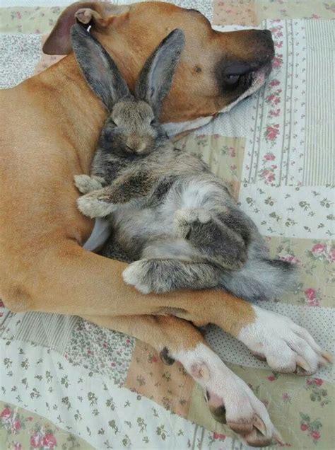 Top 25 ideas about Sleeping bunnies on Pinterest | Sleep, A bunny and Nap times