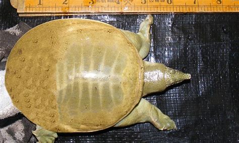 Chinese Softshell Turtle Facts and Pictures