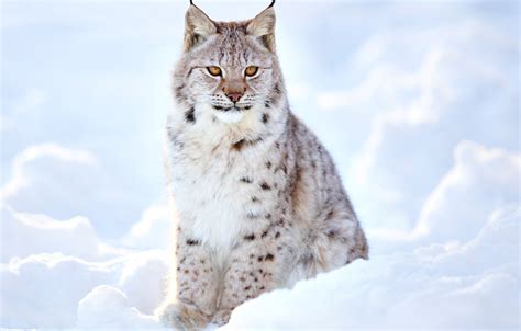 Wallpaper winter, blur, lynx, wild cat, animals, nature, bokeh, lynx, travel, wallpaper., my ...