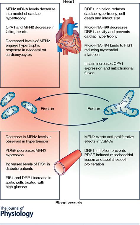 Figure 2 from Mitochondrial dynamics, mitophagy and cardiovascular ...