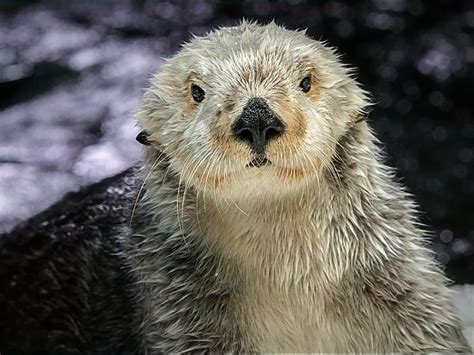 Southern Sea Otter | Online Learning Center | Aquarium of the Pacific