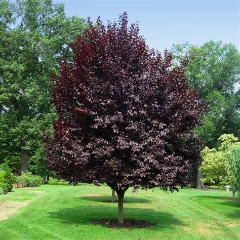 Thundercloud Plum Trees for Sale | BrighterBlooms.com