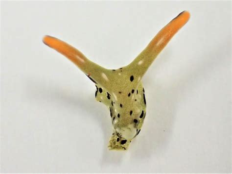 This Sea Slug Can Chop Off Its Head and Grow an Entire New Body--Twice - Scientific American