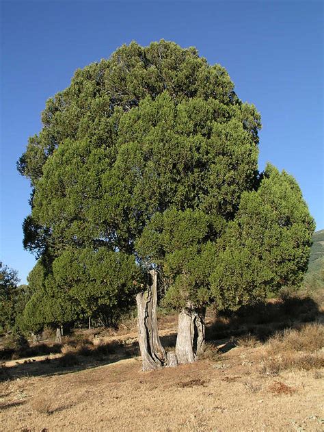 Juniper Trees