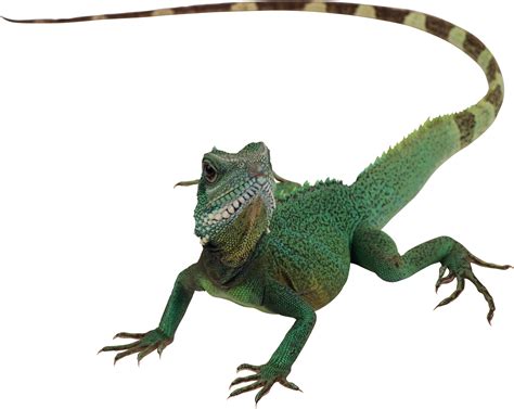 Collection of Lizard PNG. | PlusPNG