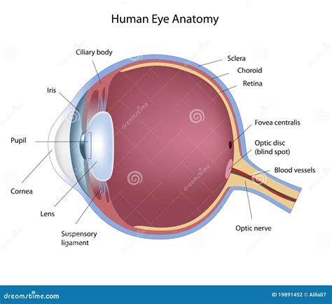 Eye Anatomy Stock Photography - Image: 19891452