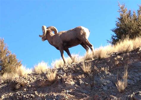 Bighorn Sheep Hunting | Horse Creek Outfitters